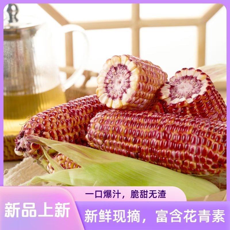 璎珞红水果玉米火爆上市了