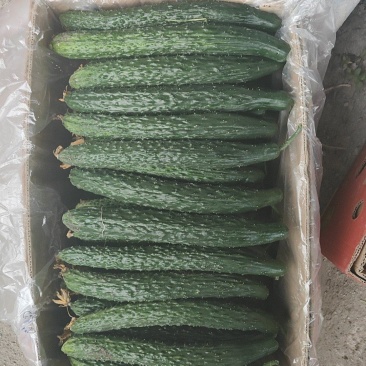 黄瓜