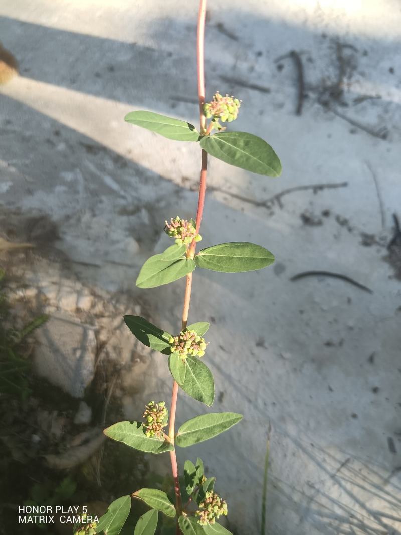 飞扬草