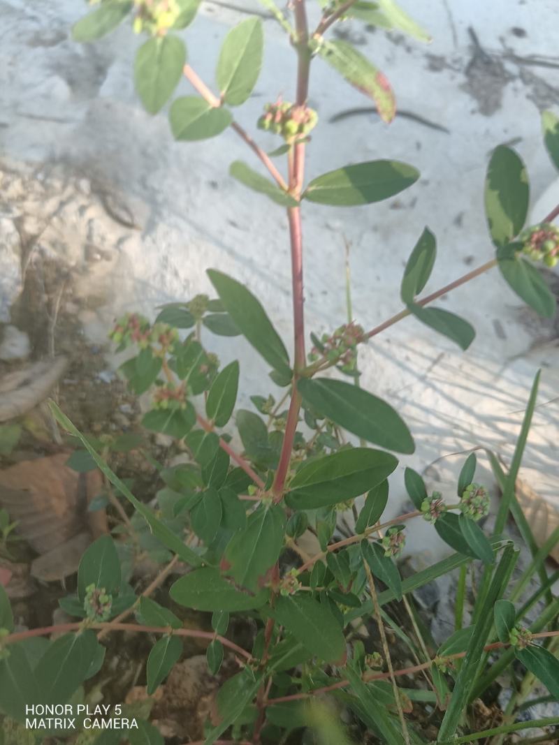 飞扬草