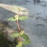 飞扬草