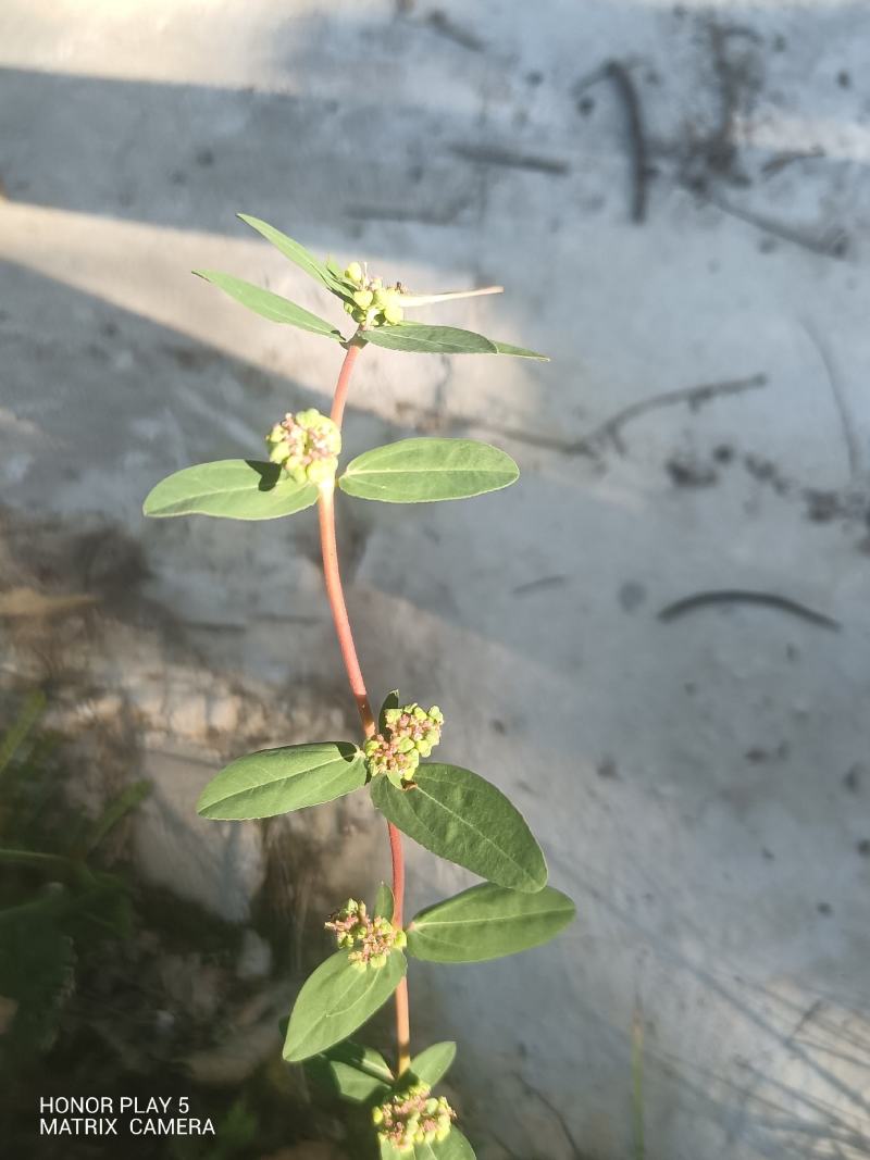 飞扬草