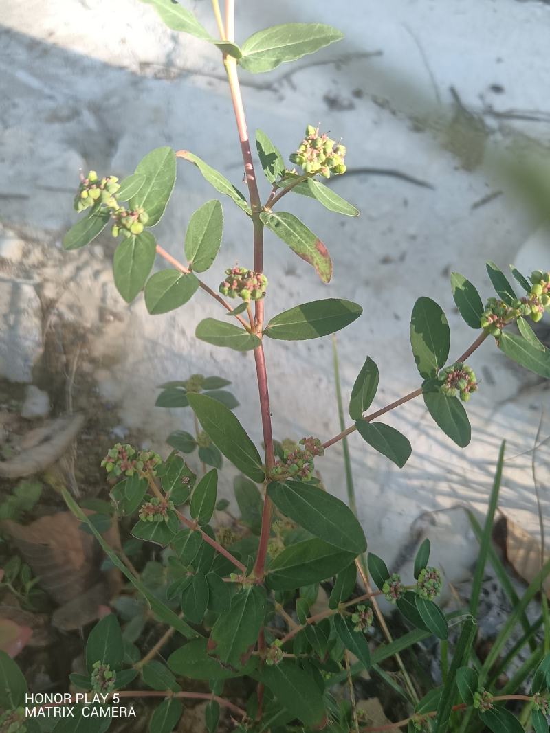 飞扬草