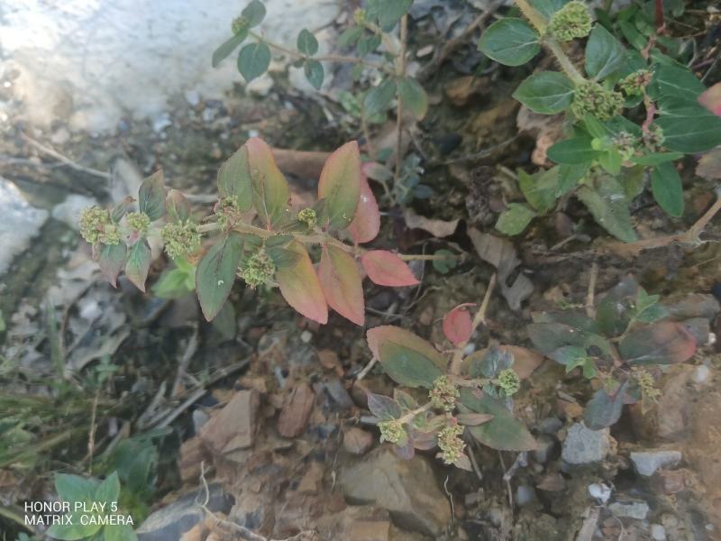 飞扬草