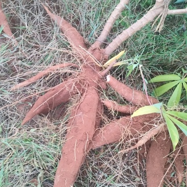 黄心木薯（华南9号）木薯种植大户品质保证售后到位