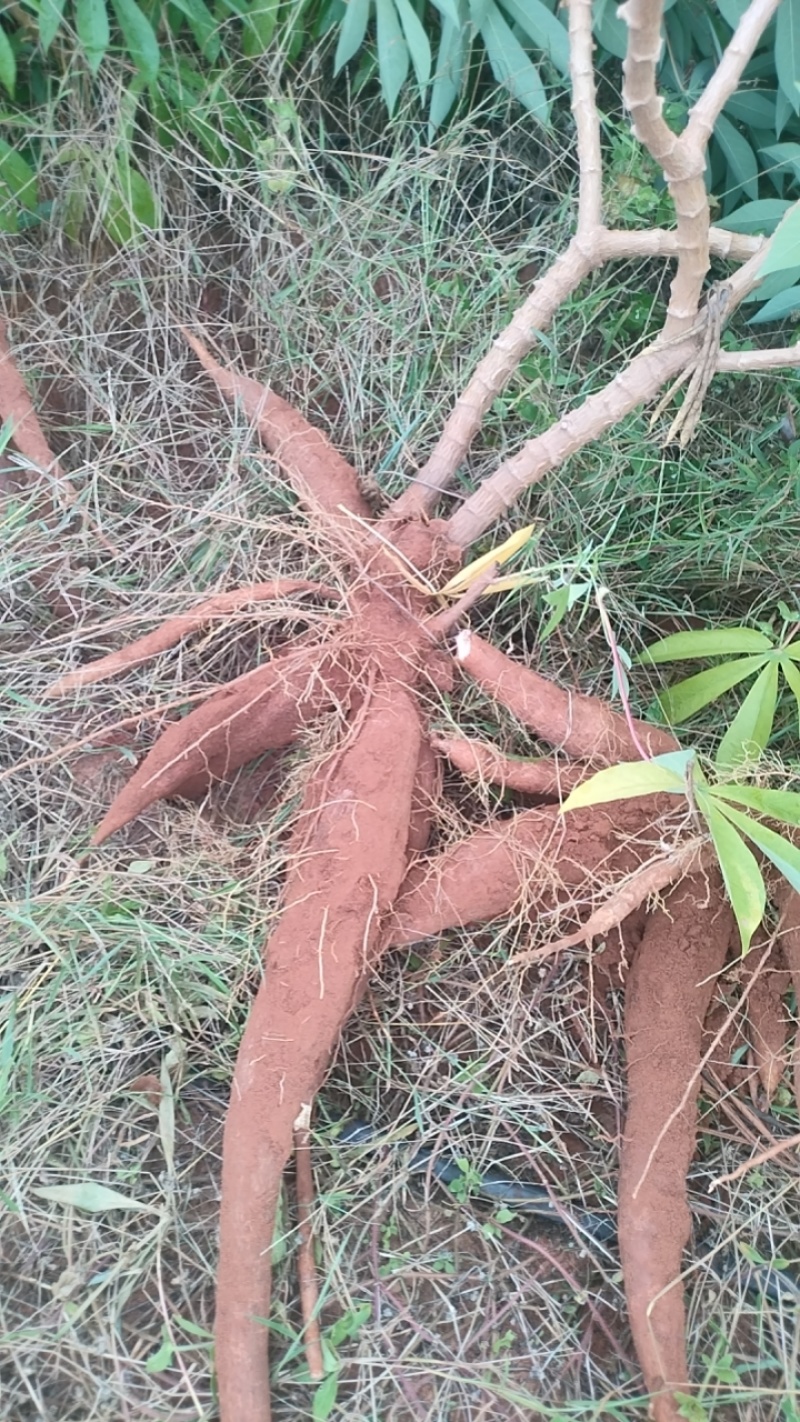 黄心木薯（华南9号）木薯种植大户品质保证售后到位