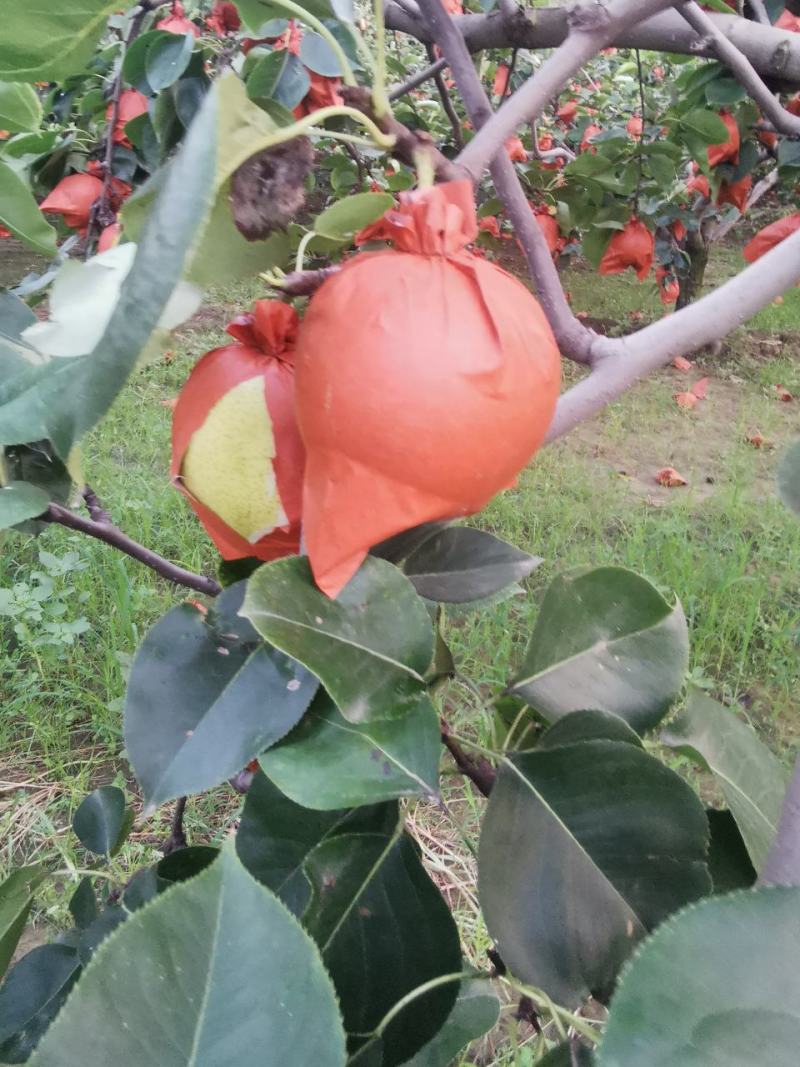 黄冠梨