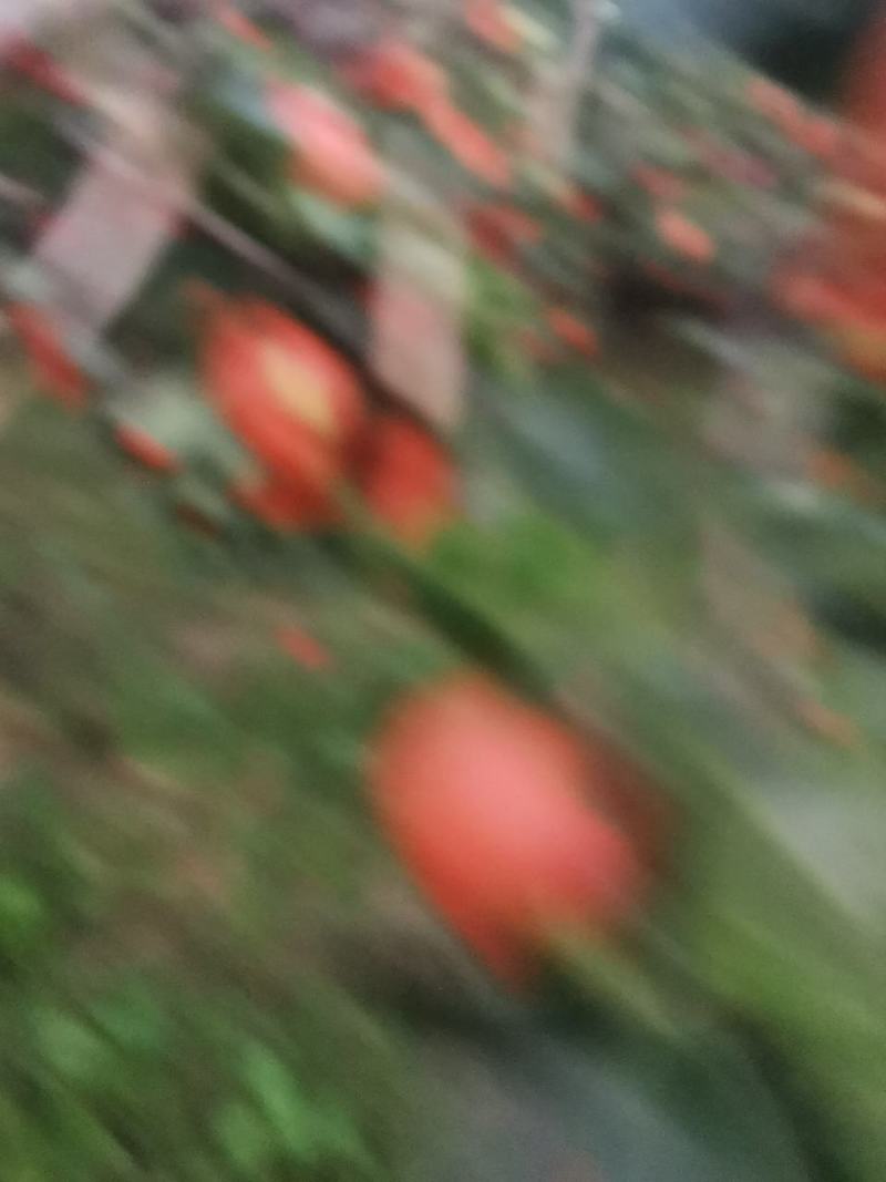 黄冠梨