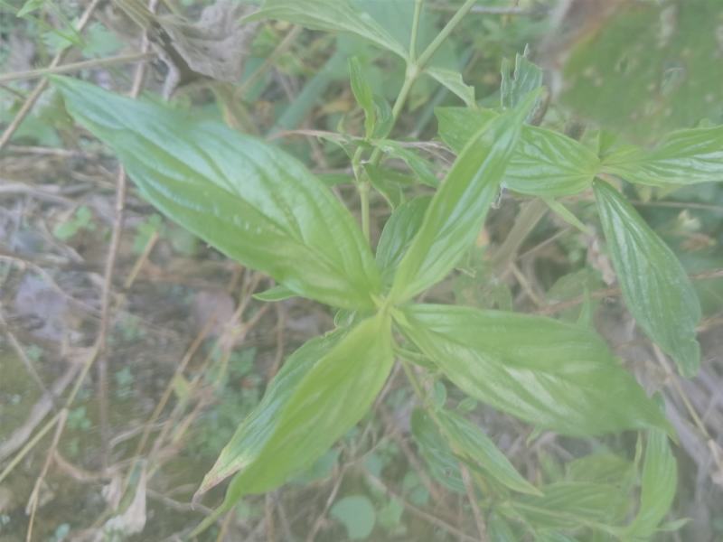 牛白藤