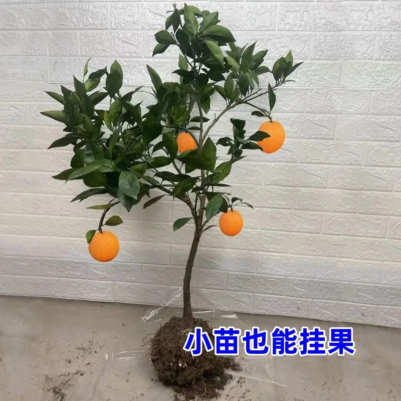【推荐】赣南脐橙纽荷尔脐橙苗提供技术假一赔十
