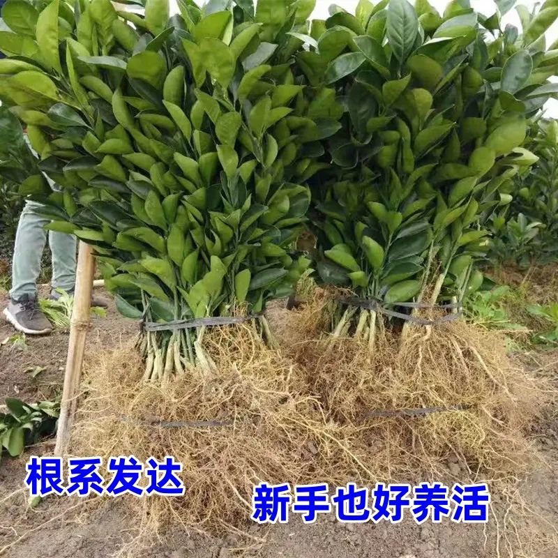 【推荐】赣南脐橙纽荷尔脐橙苗提供技术假一赔十