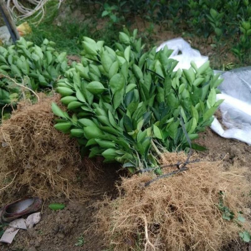 【推荐】赣南脐橙纽荷尔脐橙苗提供技术假一赔十