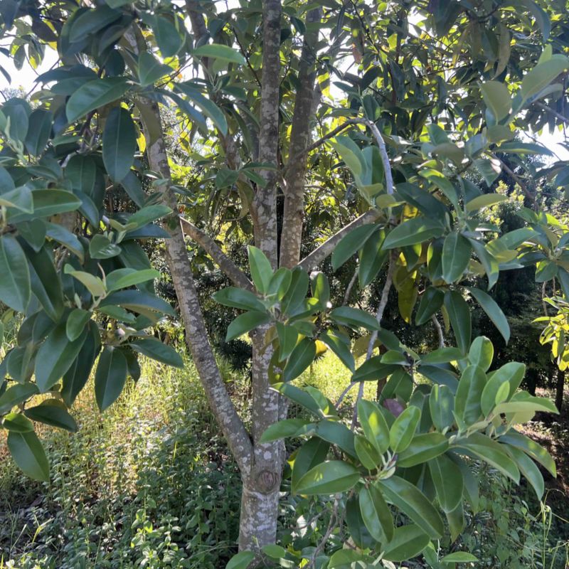 深山含笑：邹家苗圃基地大量供应含笑欢迎老板光临洽谈