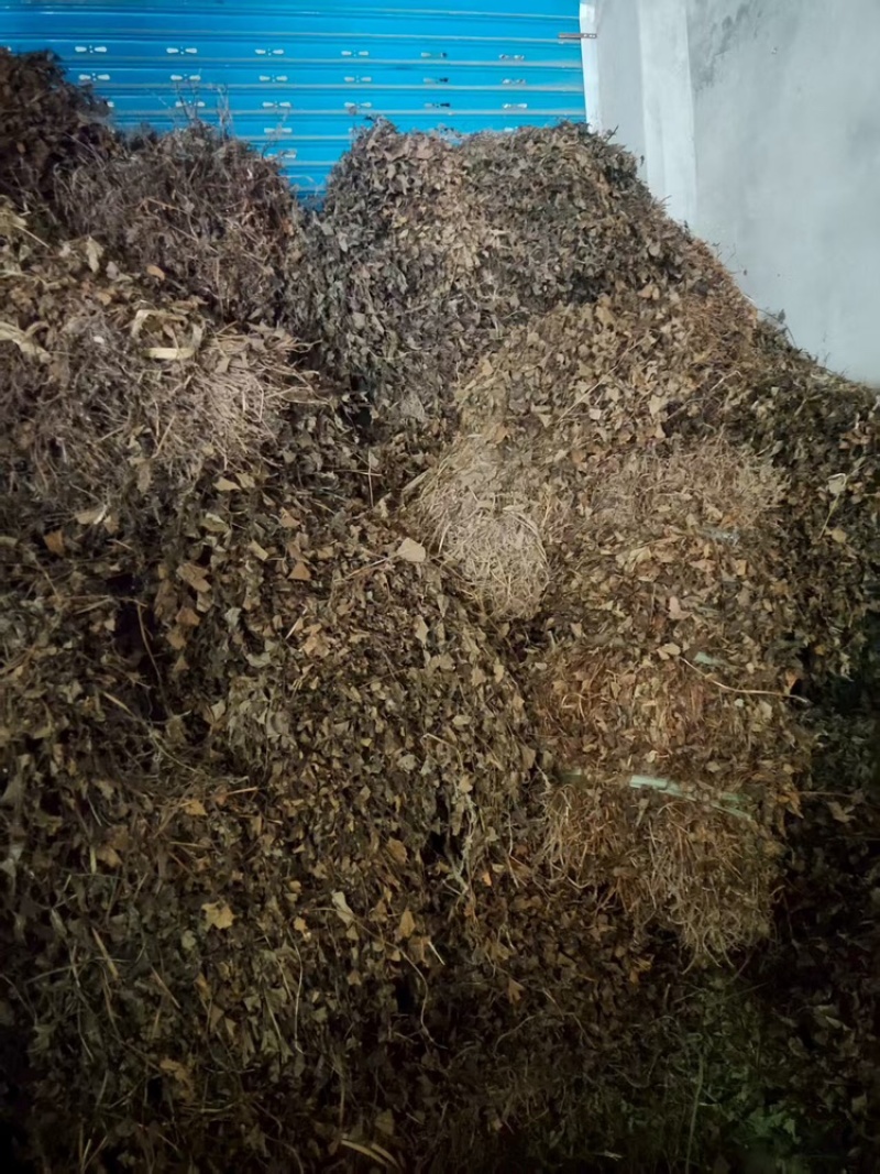 野生鱼腥草，当地土特产，货源充足量大从优，可视频看货致电