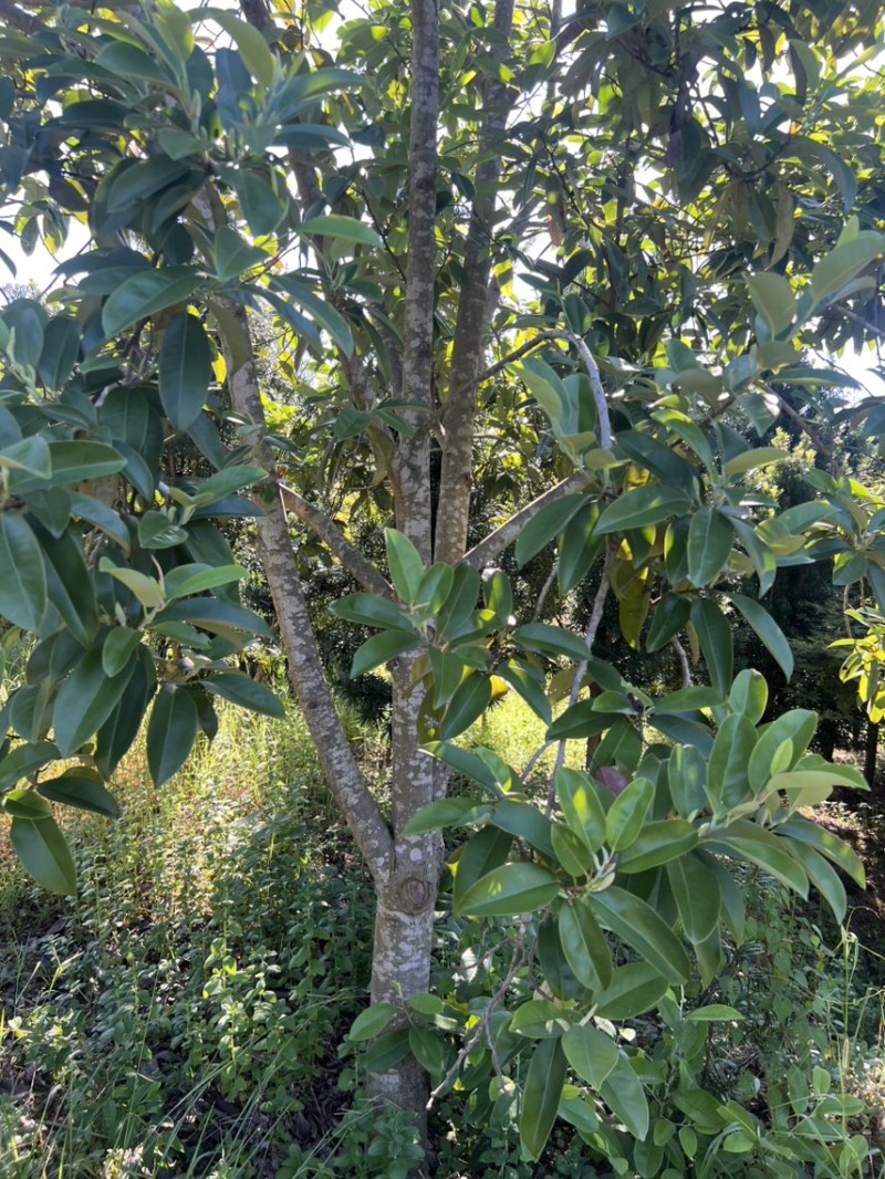 深山含笑：邹家苗圃基地大量供应含笑欢迎老板光临洽谈
