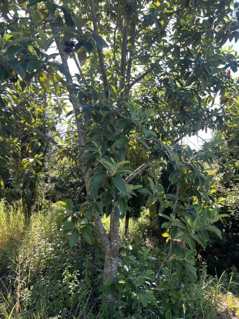 深山含笑：邹家苗圃基地大量供应含笑欢迎老板光临洽谈