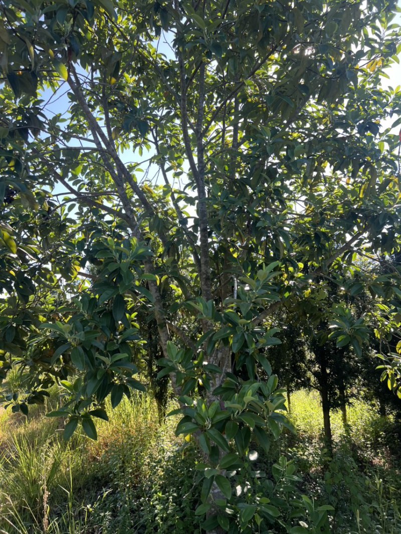 深山含笑：邹家苗圃基地大量供应含笑欢迎老板光临洽谈