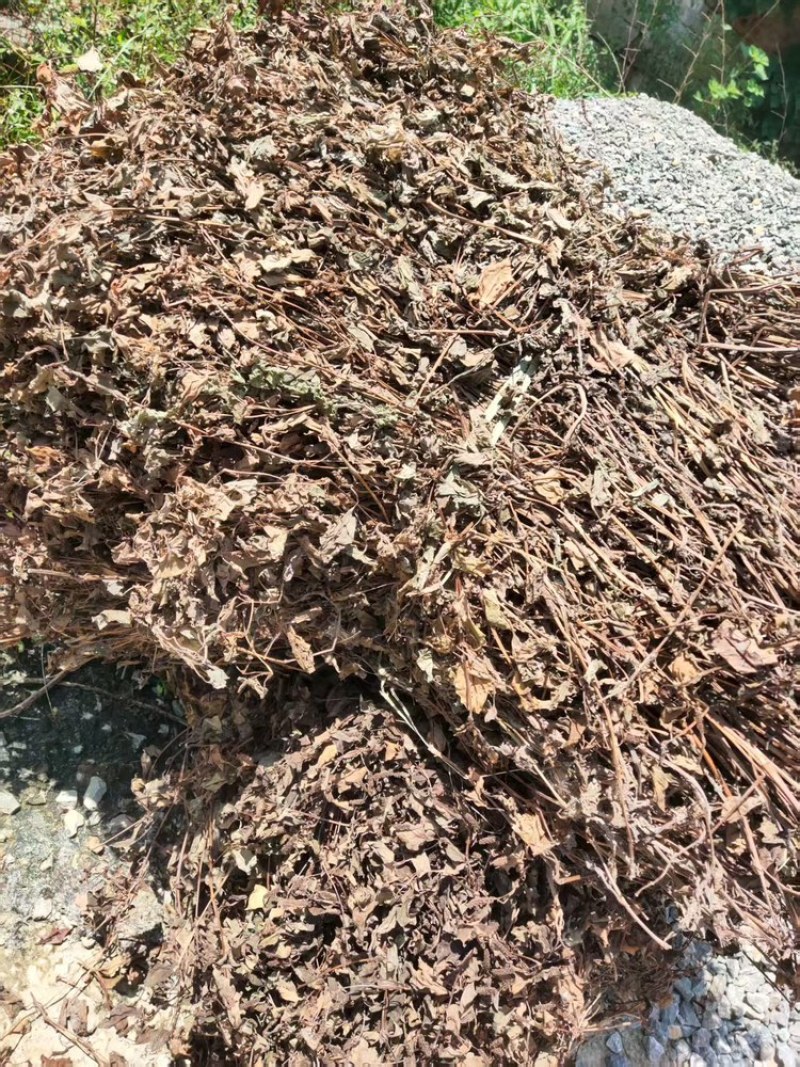 野生鱼腥草，当地土特产，货源充足量大从优，可视频看货致电