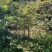 红枫：奉新县邹家苗圃基地欢迎朋友来电洽谈