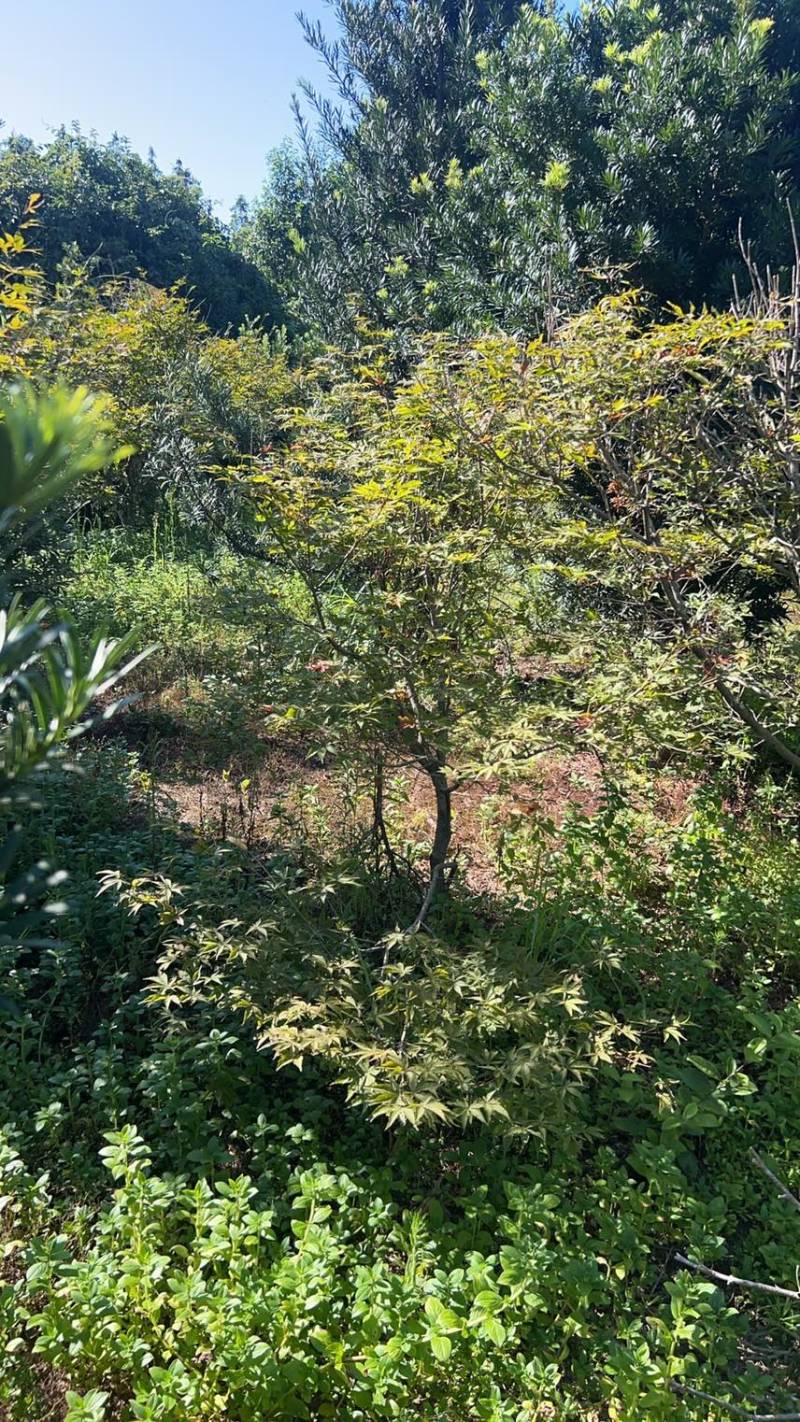 红枫：奉新县邹家苗圃基地欢迎朋友来电洽谈