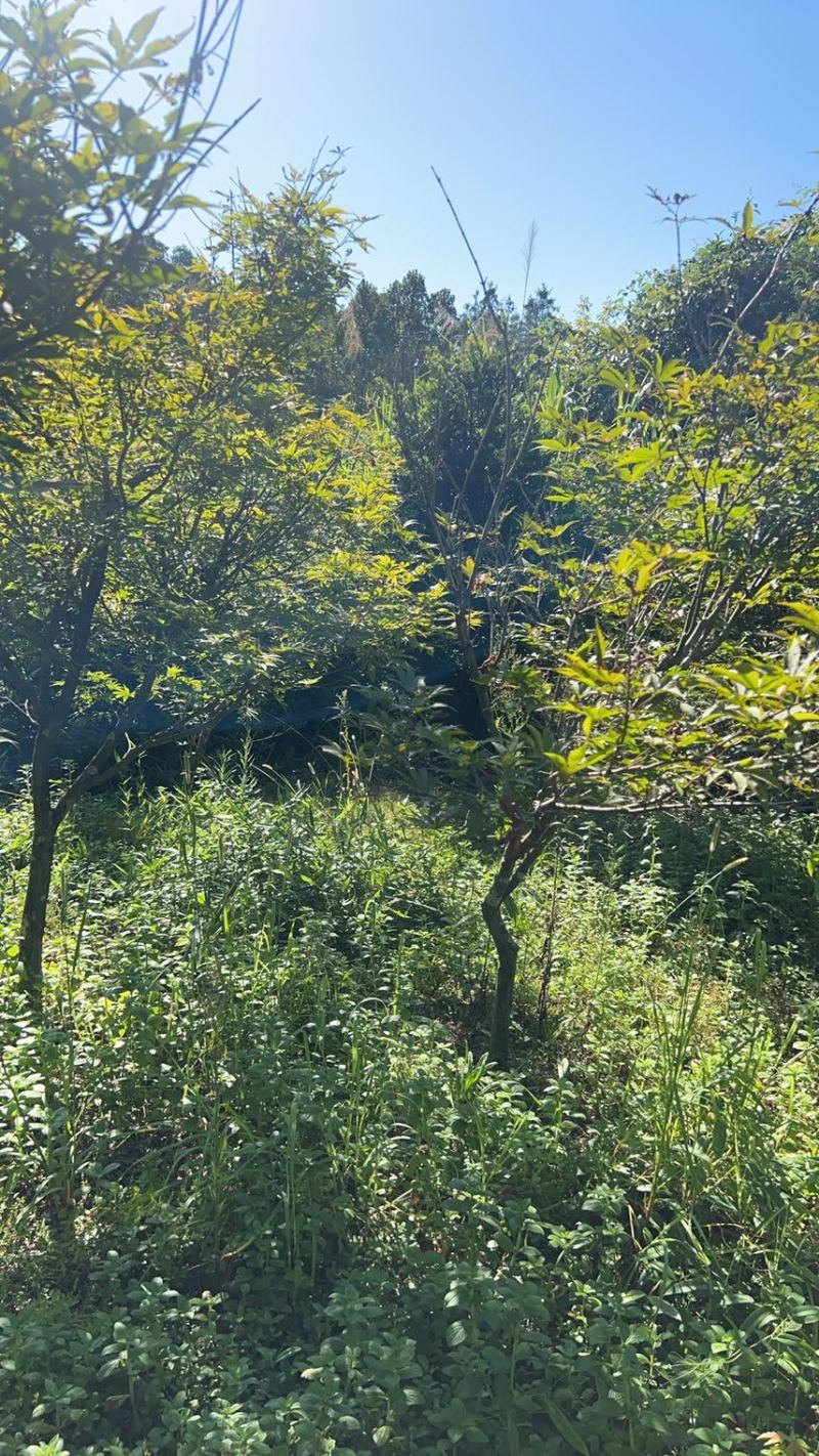 红枫：奉新县邹家苗圃基地欢迎朋友来电洽谈