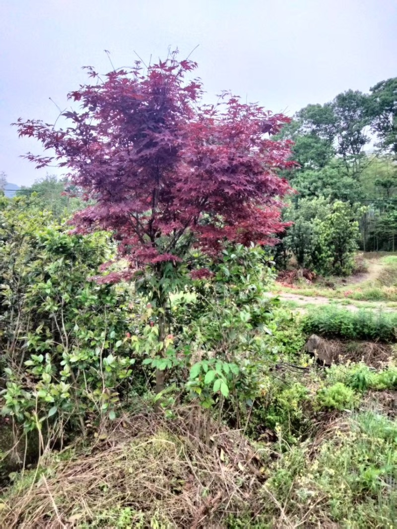 红枫：奉新县邹家苗圃基地欢迎朋友来电洽谈