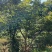 红枫：奉新县邹家苗圃基地欢迎朋友来电洽谈