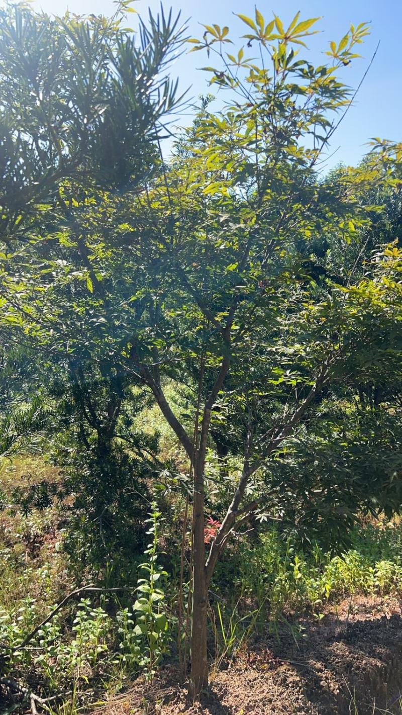 红枫：奉新县邹家苗圃基地欢迎朋友来电洽谈