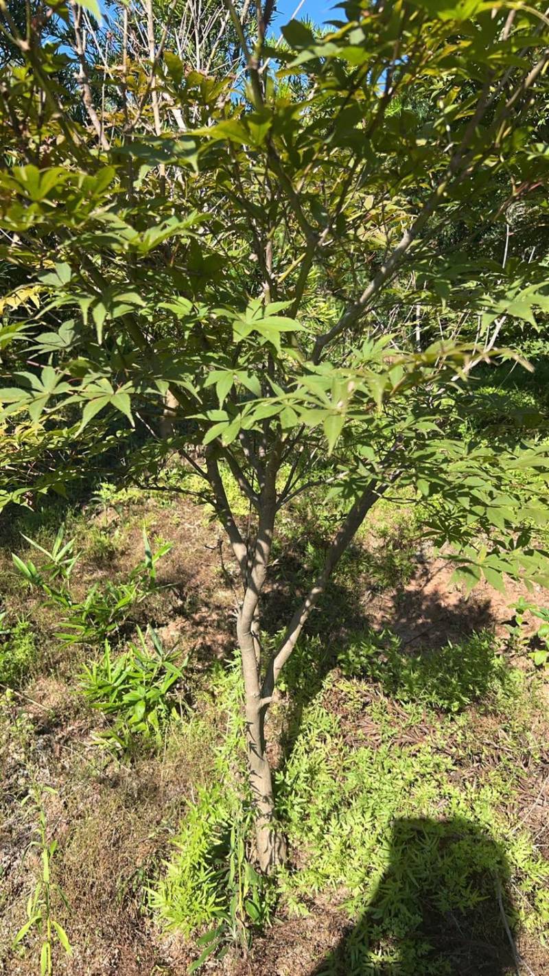 红枫：奉新县邹家苗圃基地欢迎朋友来电洽谈