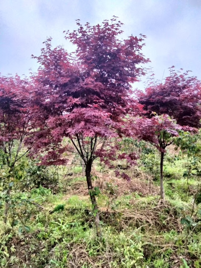 红枫：奉新县邹家苗圃基地欢迎朋友来电洽谈