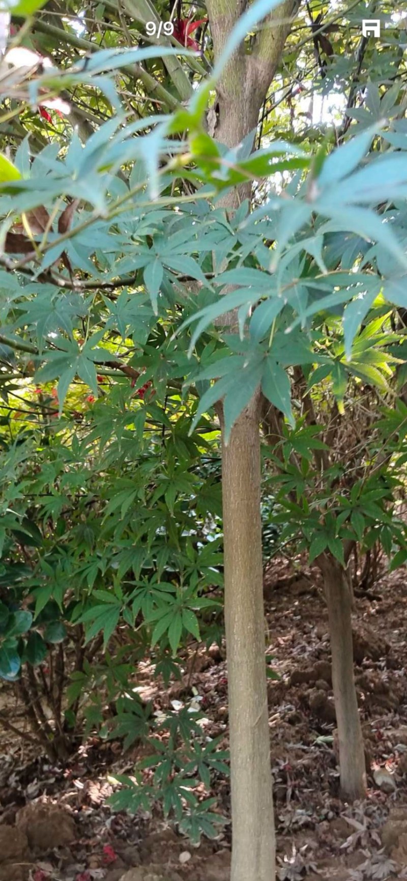 红枫：奉新县邹家苗圃基地欢迎朋友来电洽谈