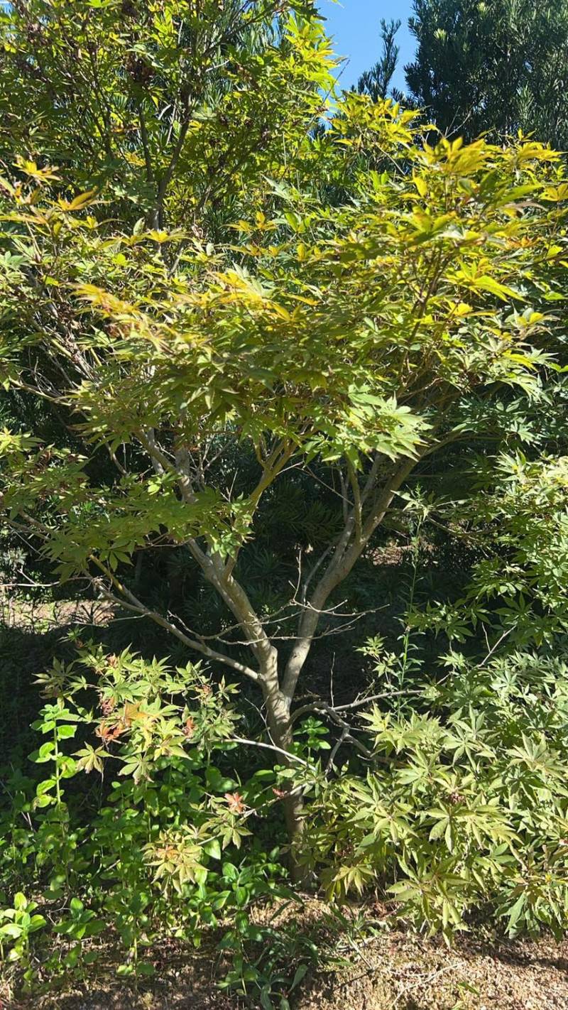 红枫：奉新县邹家苗圃基地欢迎朋友来电洽谈