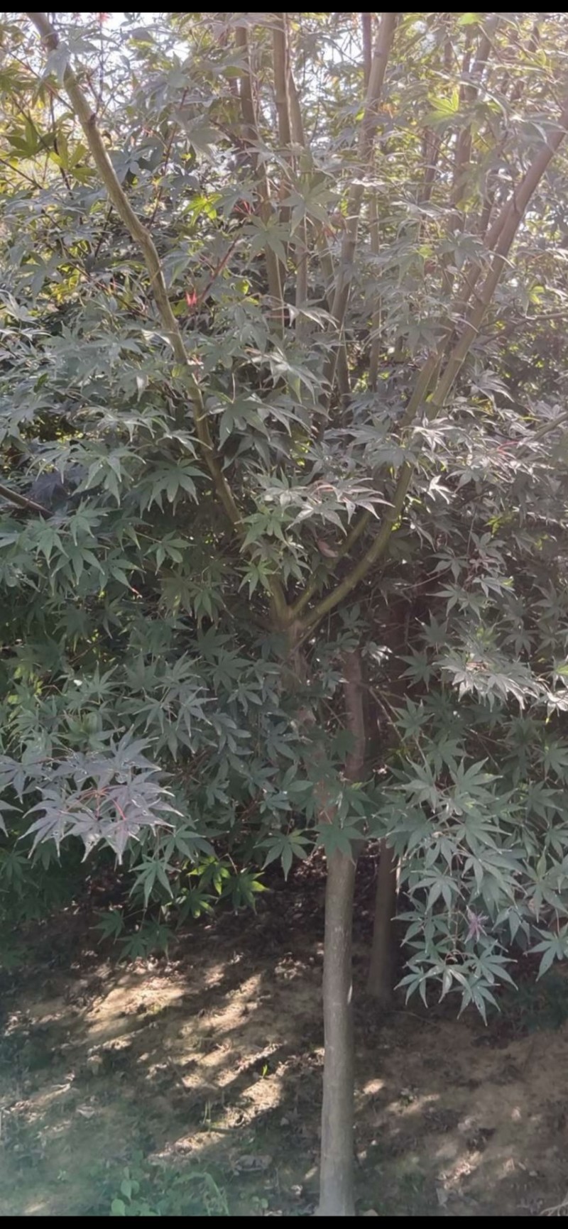 红枫：奉新县邹家苗圃基地欢迎朋友来电洽谈