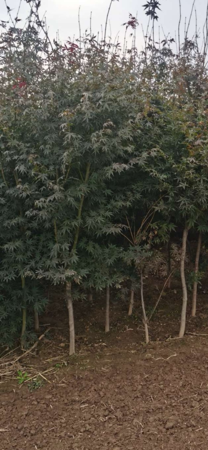 红枫：奉新县邹家苗圃基地欢迎朋友来电洽谈