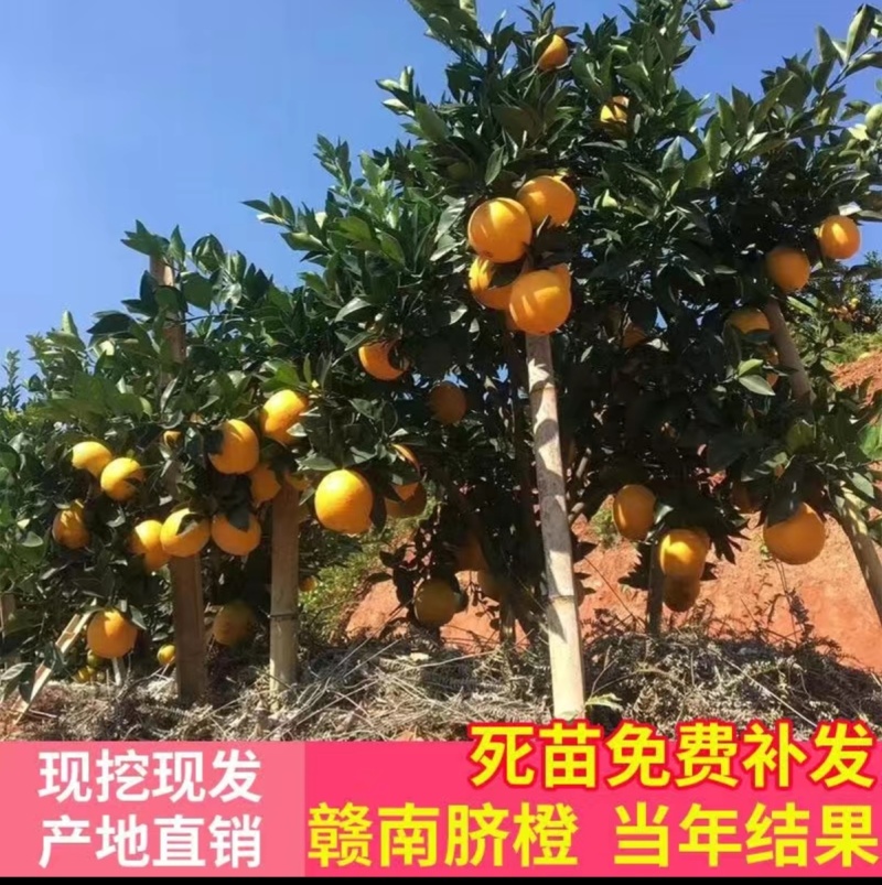 【推荐】赣南脐橙纽荷尔脐橙苗提供技术假一赔十