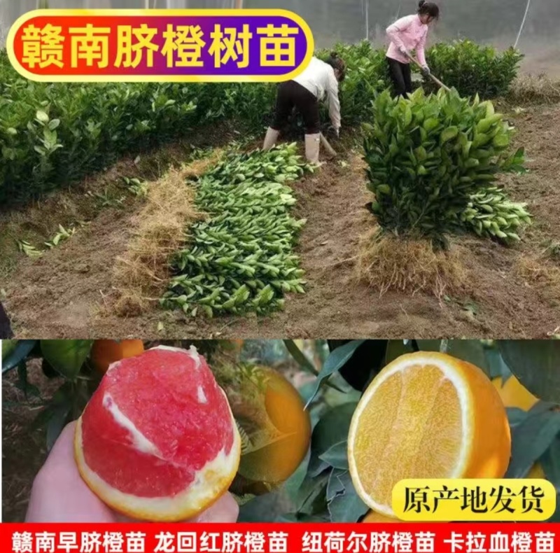 【推荐】赣南脐橙纽荷尔脐橙苗提供技术假一赔十