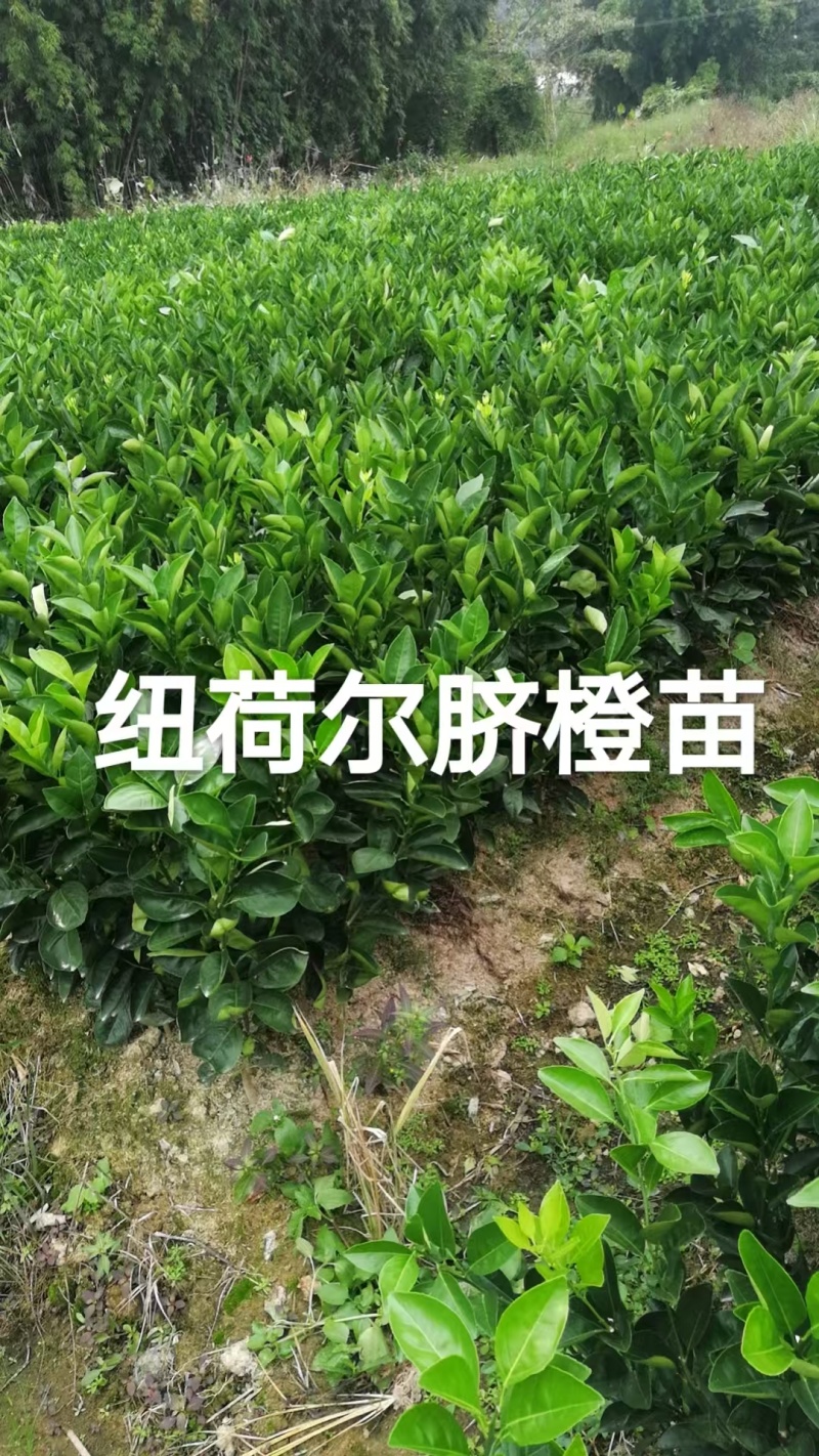 【推荐】赣南脐橙纽荷尔脐橙苗提供技术假一赔十