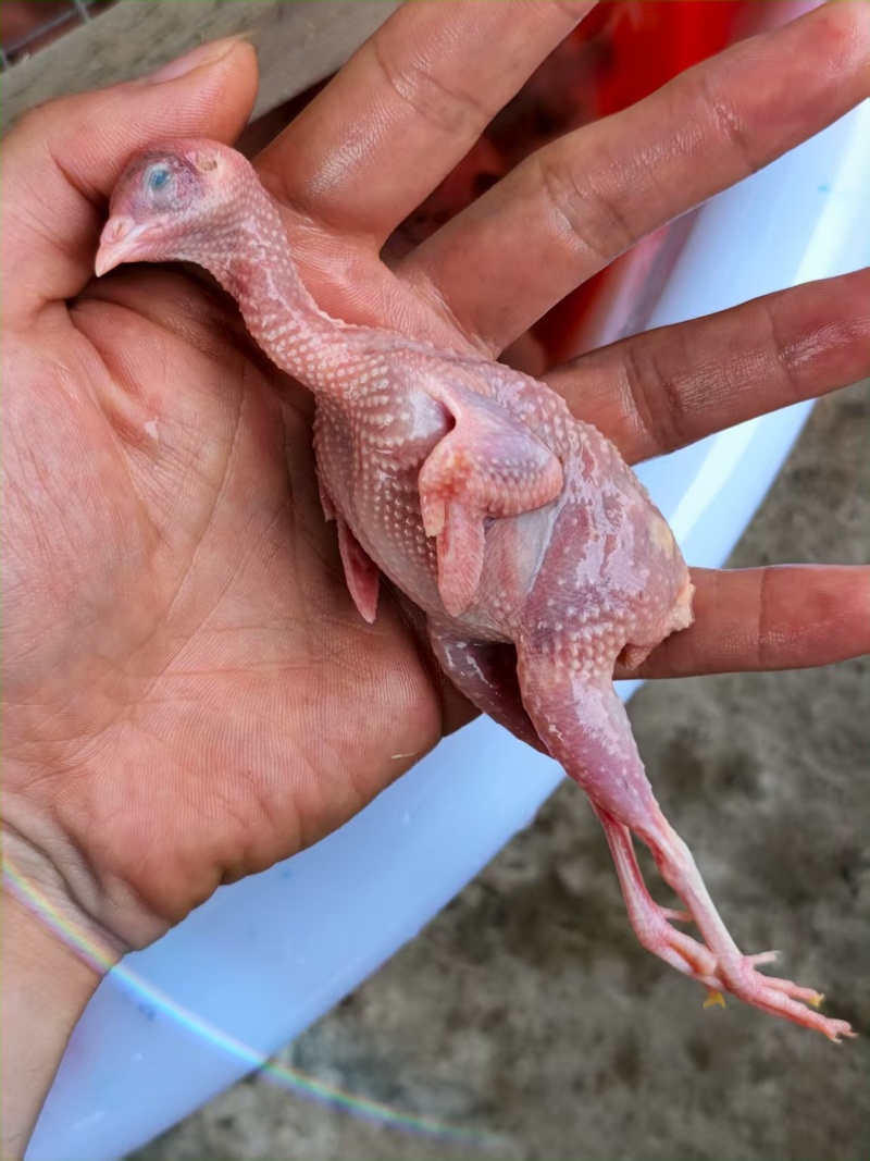 长期供应桂花雀白条