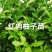 金桔苗碰柑苗龙晚苗砂糖橘苗沃柑苗红肉柚子苗