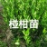 金桔苗碰柑苗龙晚苗砂糖橘苗沃柑苗红肉柚子苗