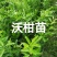 金桔苗碰柑苗龙晚苗砂糖橘苗沃柑苗红肉柚子苗