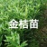 金桔苗碰柑苗龙晚苗砂糖橘苗沃柑苗红肉柚子苗