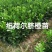 金桔苗碰柑苗龙晚苗砂糖橘苗沃柑苗红肉柚子苗