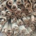 恩施特有高含量紫油厚朴含量3.5以上道地药材产地一手直发