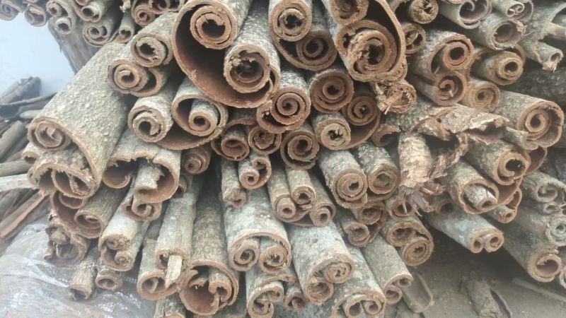 恩施特有高含量紫油厚朴含量3.5以上道地药材产地一手直发