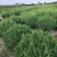 塔柏球侩柏球80～110厘米