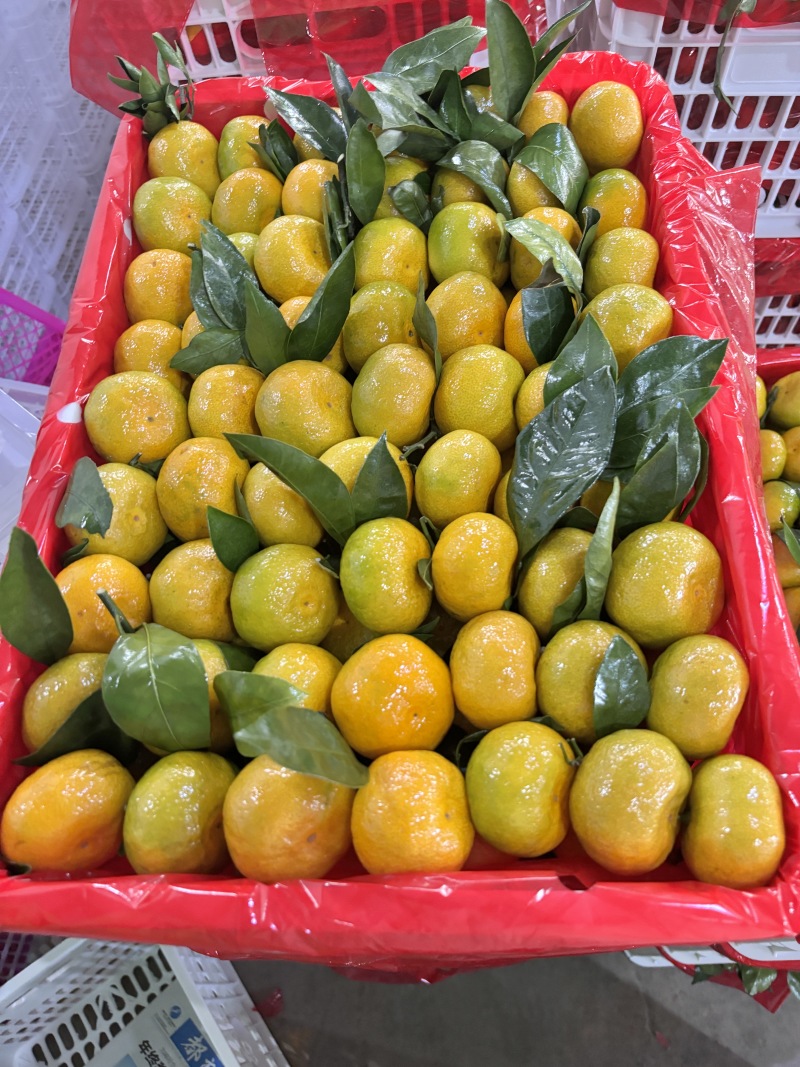 精品蜜橘薄皮扁形果看货定果园电商市场零售