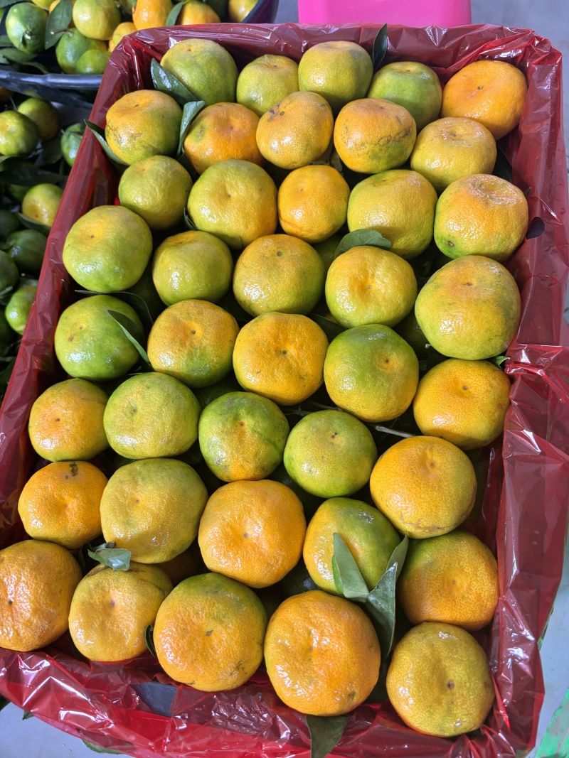 精品蜜橘薄皮扁形果看货定果园电商市场零售
