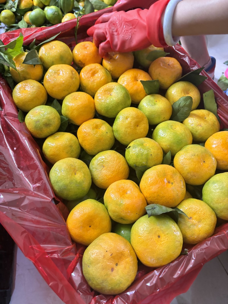 精品蜜橘薄皮扁形果看货定果园电商市场零售