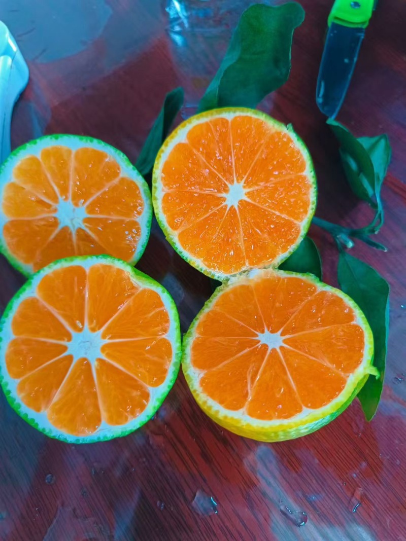 【早熟纯甜蜜桔】薄皮果测糖11到13个纯甜大量有货